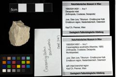 Foto (Objekt + Etiketten) von Cracensigillatus acutirostris (Moericke, 1889) 